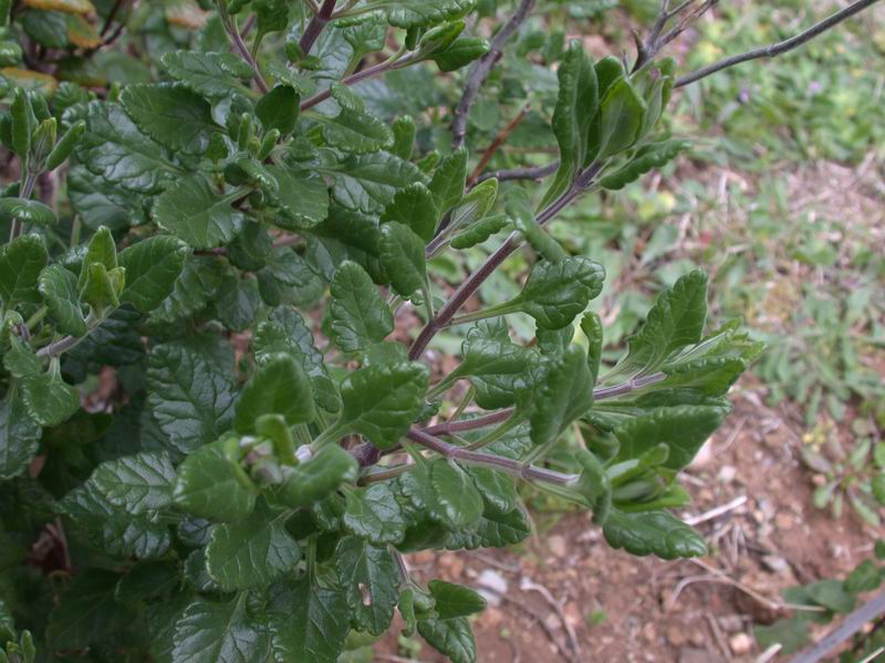Teucrium flavum L. - Camedrio doppio